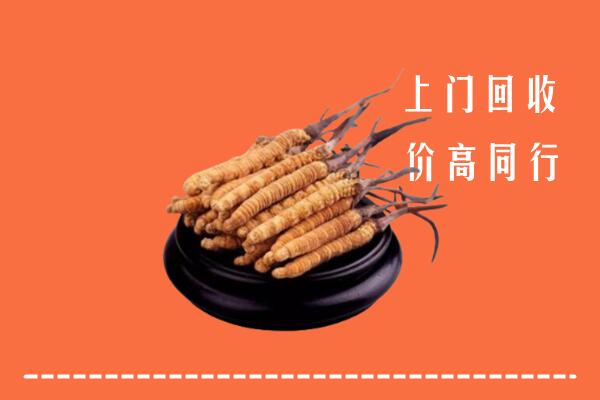 附近收购：龙凤区冬虫夏草回收多少钱每克